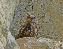 38 Anfang August sehe ich die Junguhus nicht mehr in der Brutheimat